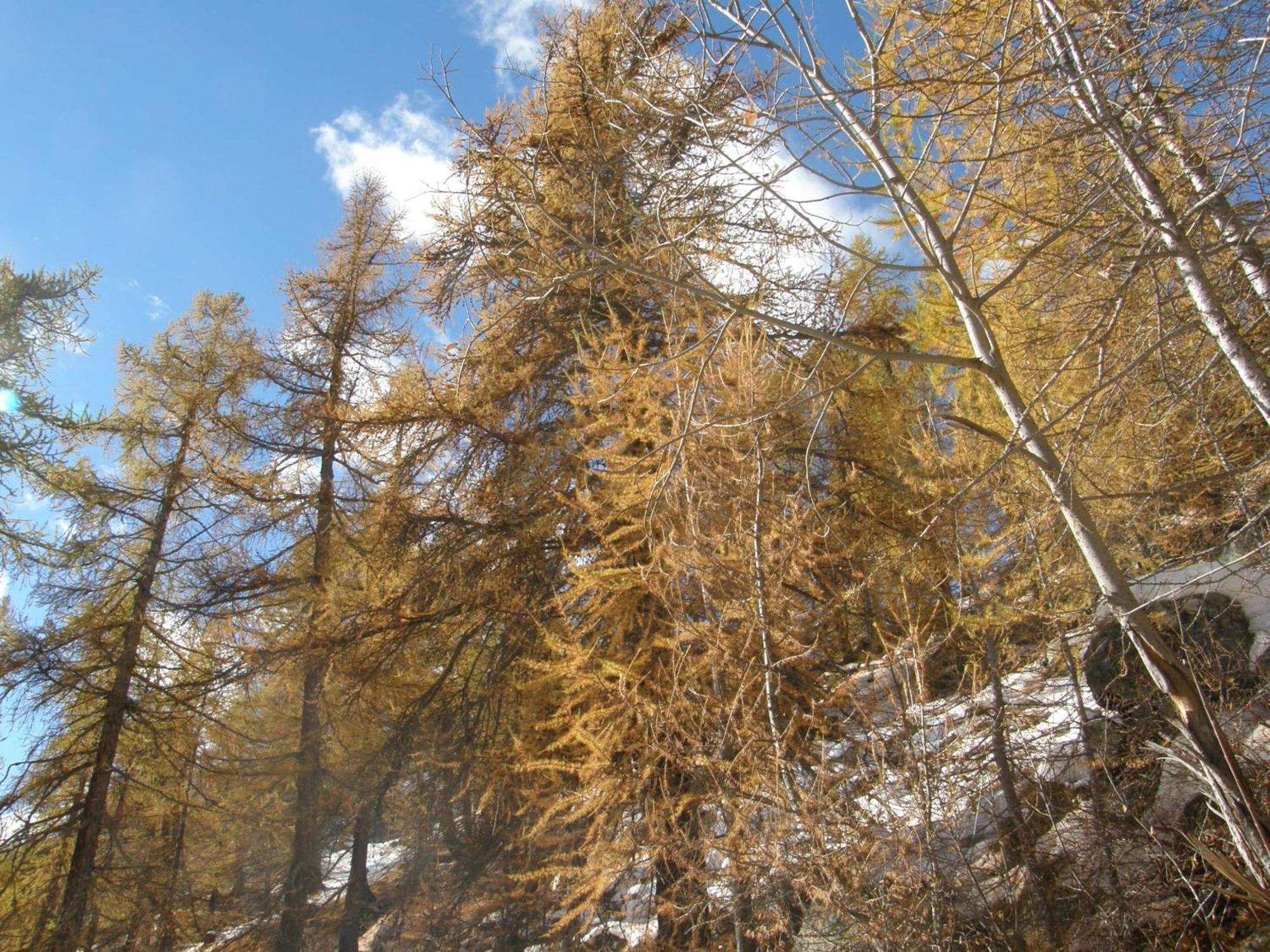 Hotel Gran Baita Gressoney-Saint-Jean Luaran gambar